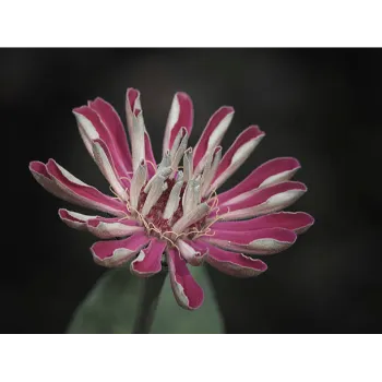 Red Arali Flowers
